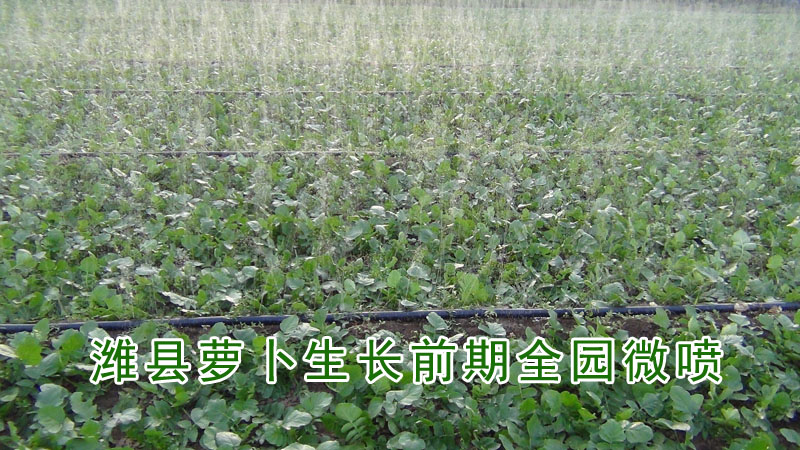 潍县萝卜采用微喷技术