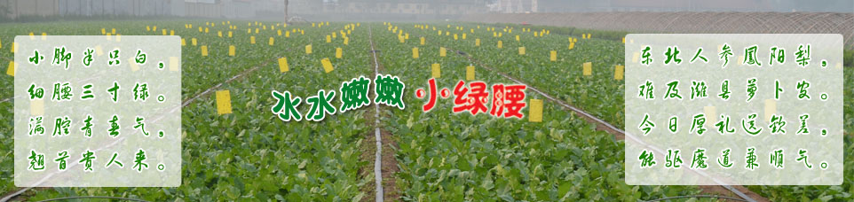 水水嫩嫩小绿腰潍县青萝卜